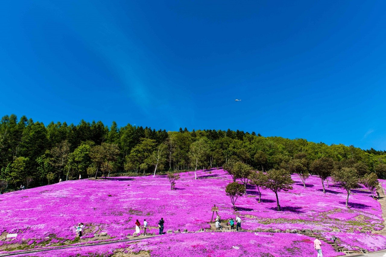🌸 시바자쿠라 다키노우에 공원 이미지 5
